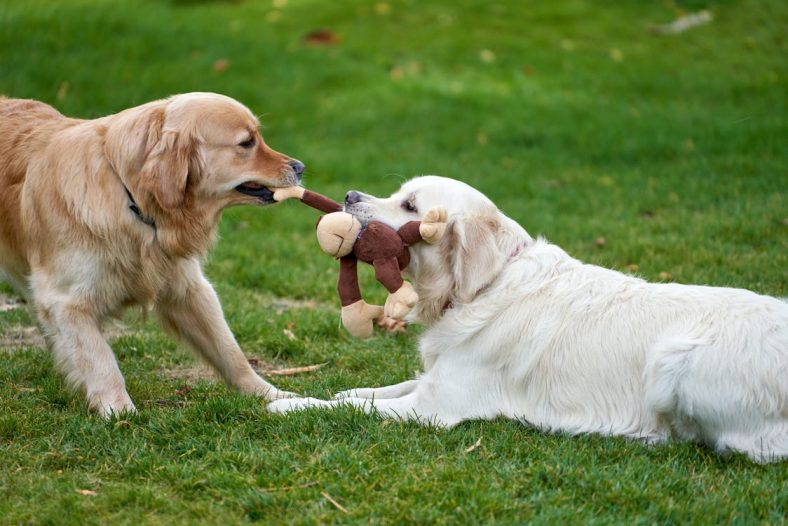 Persiapan menyambut golden retriever