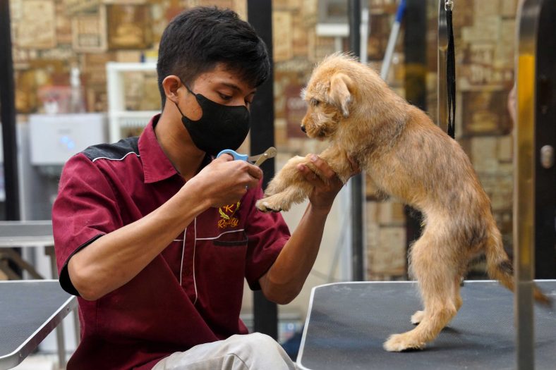 Grooming Anjing