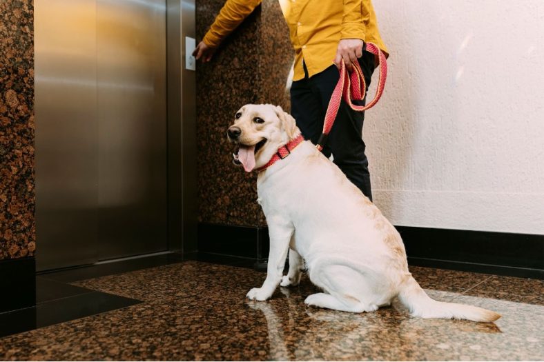 Anjing di Apartemen