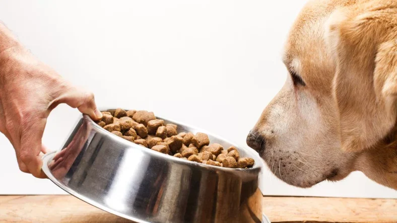 Makanan Anjing