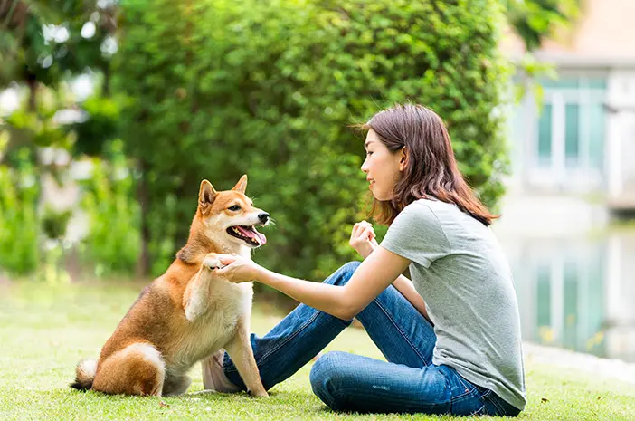 Pelatihan Anjing