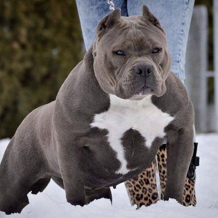 American Bully